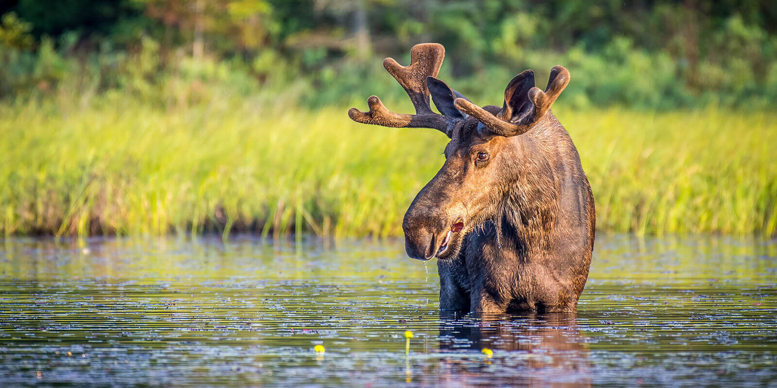 Rangeley is a top Moose watching spot in Maine. Bull moose wade in the sides of ponds and lakes.