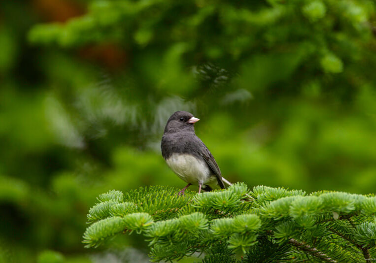 Dark Eyed Junco in the forest around Rangeley Maine