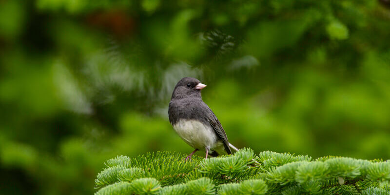 Dark Eyed Junco in the forest around Rangeley Maine