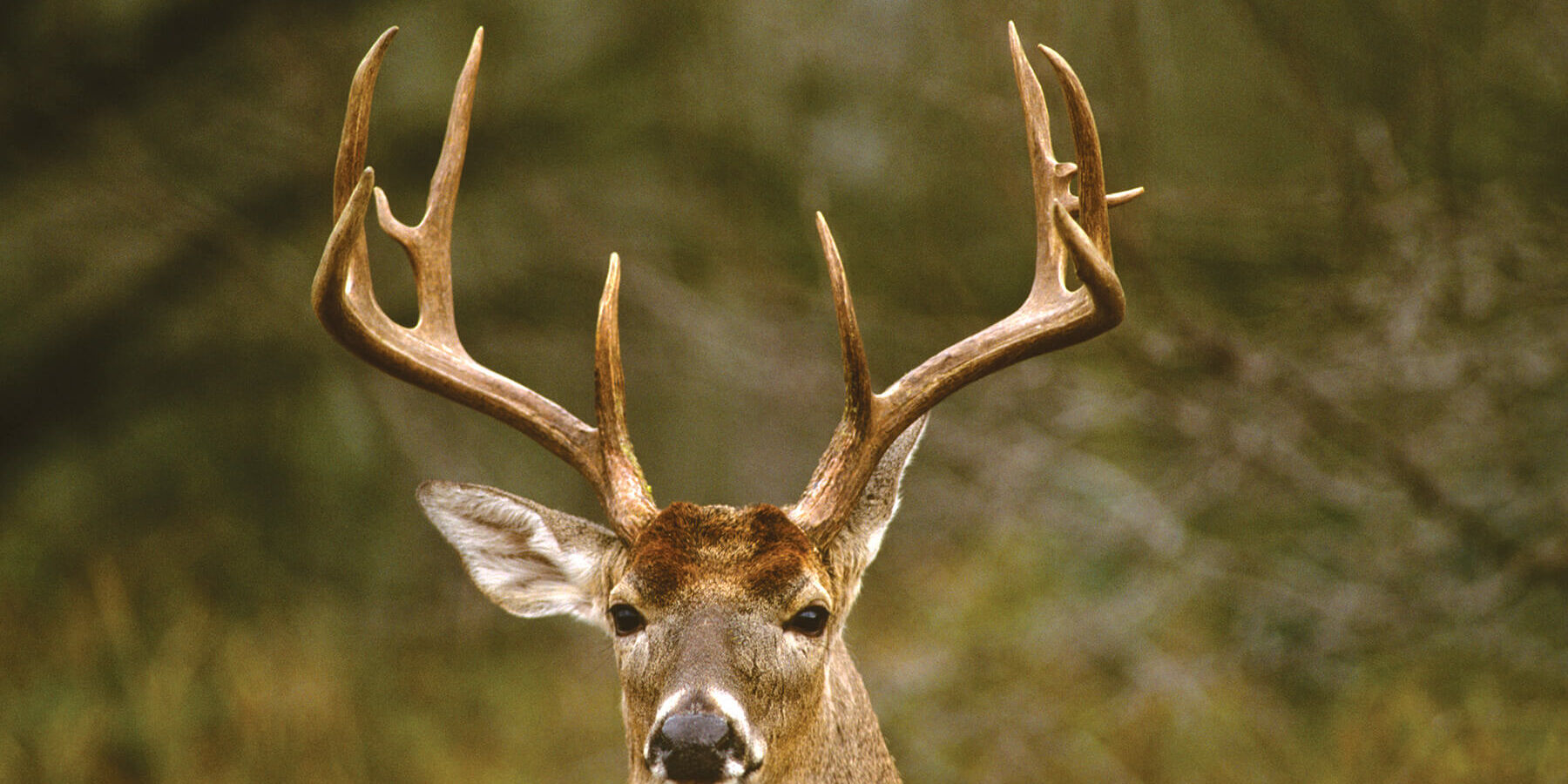 Whitetail deer buck is popular for hunting in Rangeley Maine