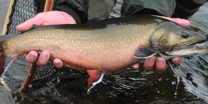 Beautiful Trout Caught Fly Fishing in the Rangeley Lakes area of Maine